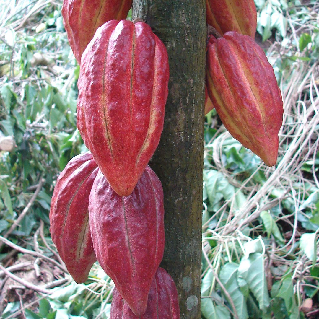 polynesian-produce-stand-2-chocolate-trees-fruit-of-gods